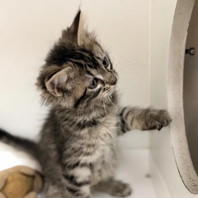 A baby small-sized female Brown / Chocolate Domestic Short Hair cat named Bacon for adoption in Champaign, IL