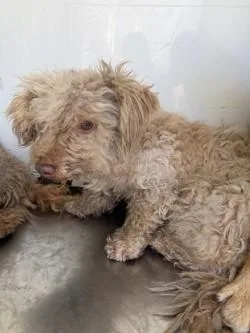 A young small-sized female Poodle dog named Crackle for adoption in Stockton, CA
