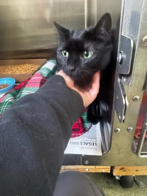 An adult medium-sized female Black Domestic Short Hair cat named Stella for adoption in Clayton, GA