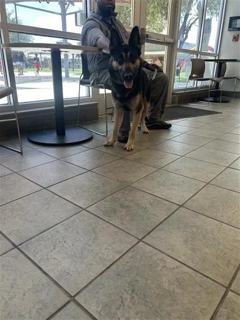 A young large-sized male German Shepherd Dog dog named Mr Sandman for adoption in San Antonio, TX