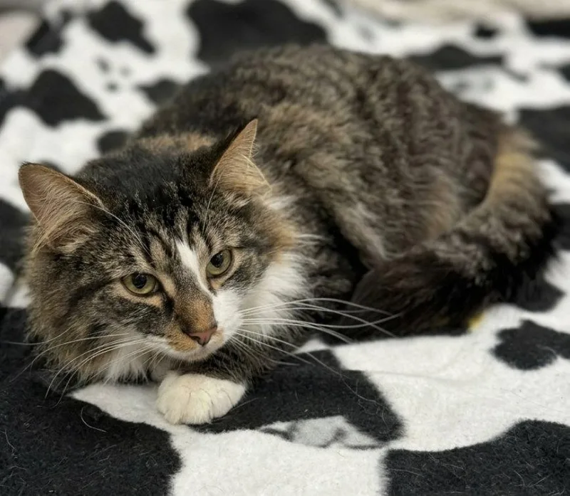 An adult medium-sized male Domestic Long Hair cat named Bravo for adoption in Norwood, OH