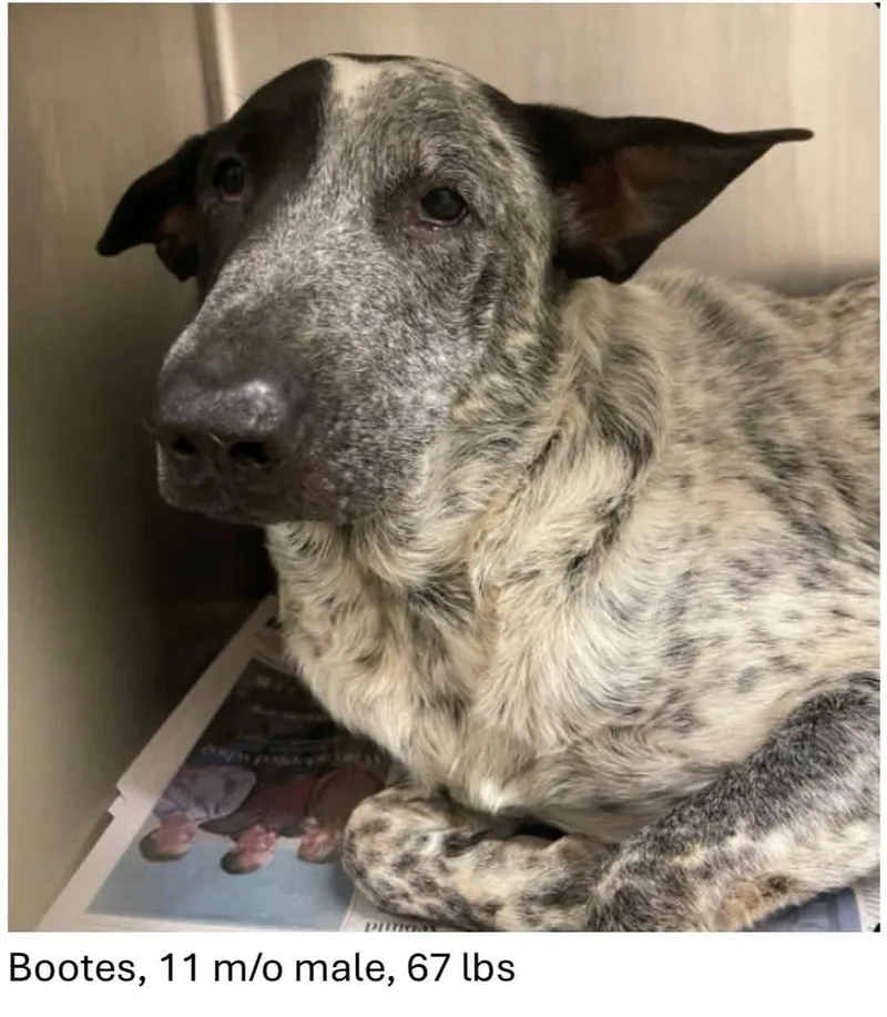 A baby large-sized male Cattle Dog named Bootes for adoption in Oswego, IL