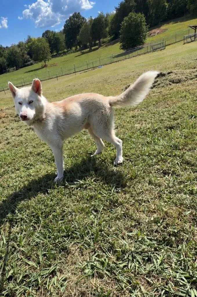 Azriel