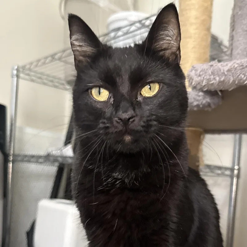 A young medium-sized female Black Domestic Long Hair cat named Licorice for adoption in Mount Rainier, MD