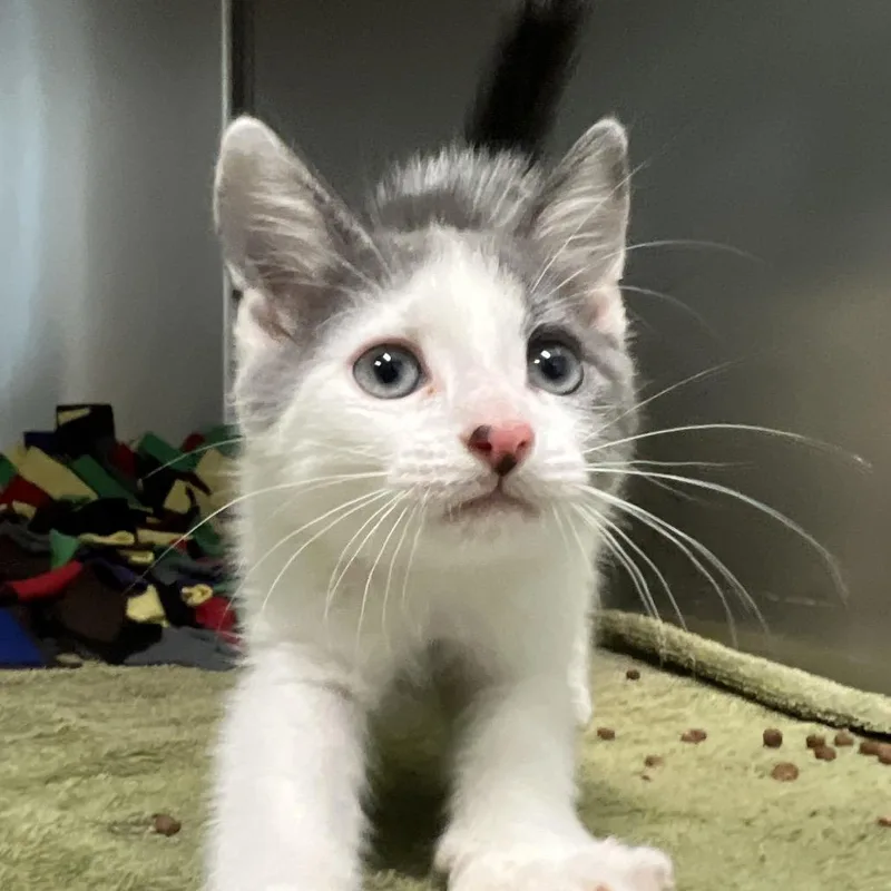 A baby small-sized male Gray / Blue / Silver Domestic Short Hair cat named Neptune for adoption in Naples, FL
