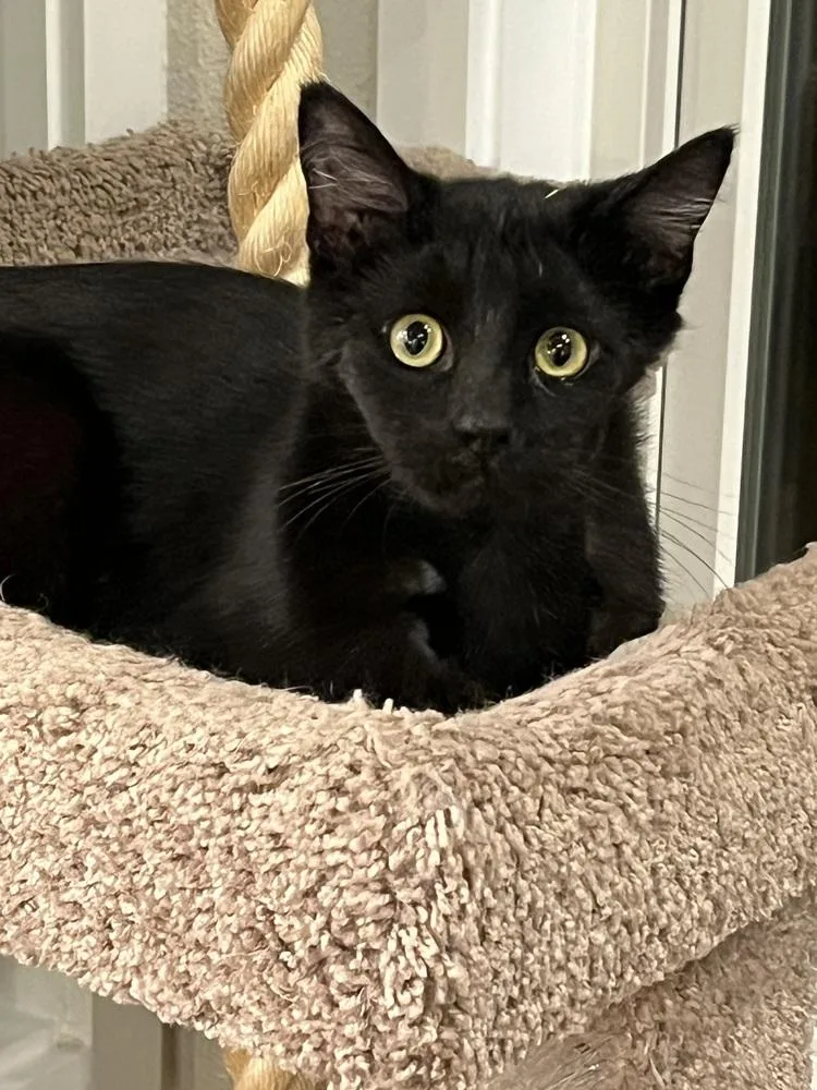 An adult medium-sized male Black Domestic Short Hair cat named Golem for adoption in Lafayette, CO