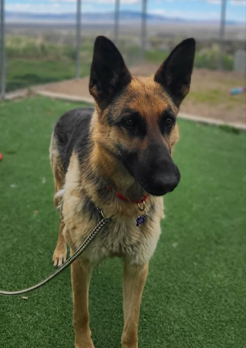 An adult medium-sized female Brown / Chocolate German Shepherd Dog dog named Squirt for adoption in Fruit Heights, UT