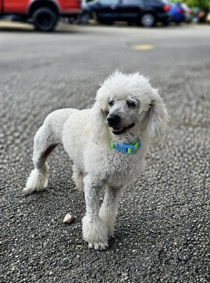 A young small-sized male Miniature Poodle dog named Olaf for adoption in Floresville, TX
