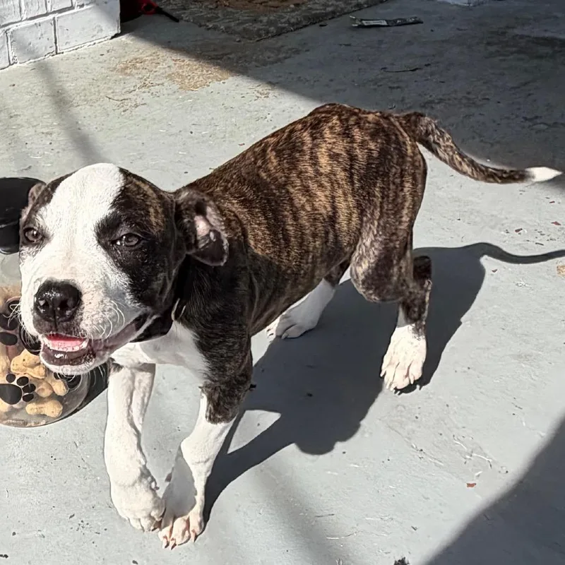 A baby small-sized male Brindle Mixed Breed dog named StrayStMarysRoad for adoption in Columbus, GA