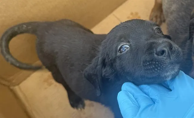 A baby small-sized female Labrador Retriever dog named Sazon for adoption in San Antonio, TX