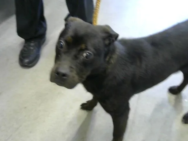 A young medium-sized female Rottweiler dog named Minty for adoption in Toledo, OH