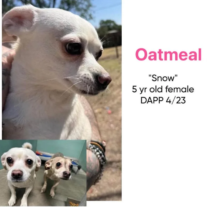 An adult small-sized female Yellow / Tan / Blond / Fawn Chihuahua dog named Oatmeal for adoption in Spring Hill, KS