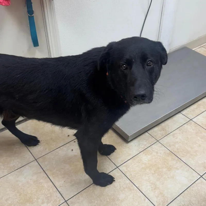 A young large-sized male Black Labrador Retriever dog named Jey for adoption in Pekin, IL
