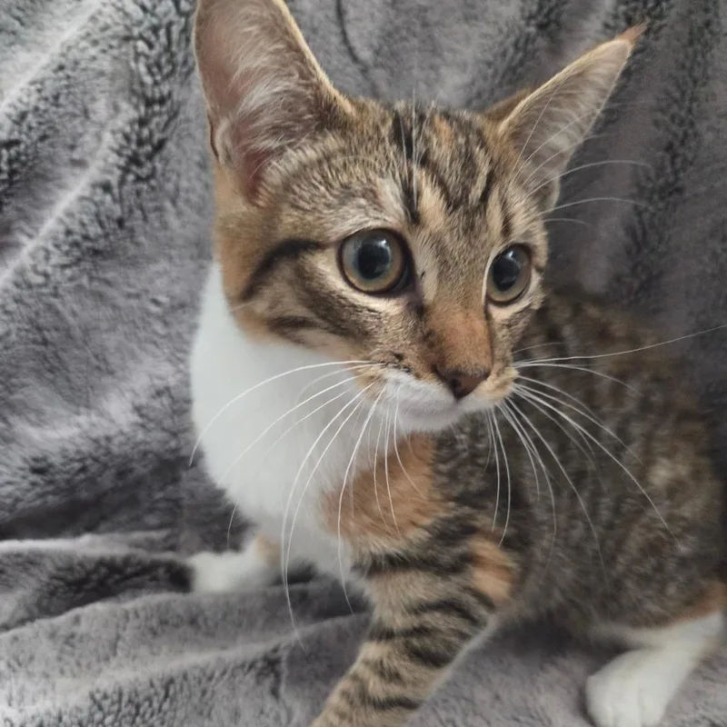 A baby small-sized female Calico Domestic Short Hair cat named Granola for adoption in Brea, CA
