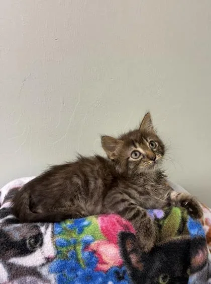 A baby medium-sized female Domestic Short Hair cat named Shelby for adoption in Picayune, MS