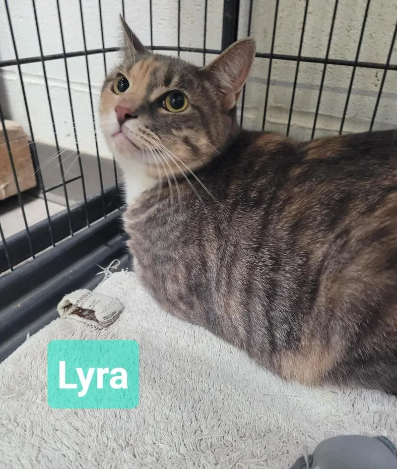 An adult medium-sized female Domestic Short Hair cat named Lyra for adoption in Richmond, IN