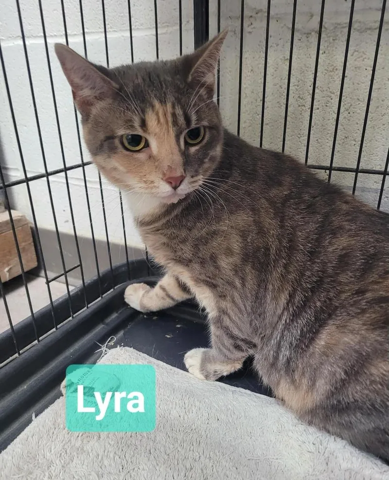 Lyra thumbnail 2