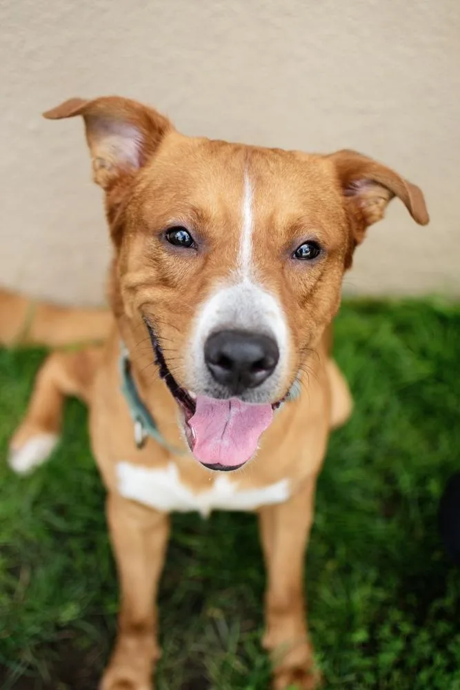 An adult large-sized male Golden Retriever dog named Big Red for adoption in Frankfort, NY