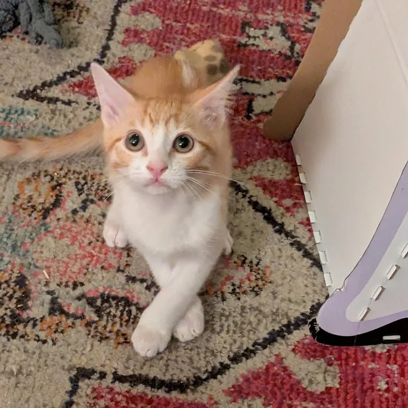 A baby medium-sized male Orange / Red Domestic Short Hair cat named George for adoption in Austin, TX
