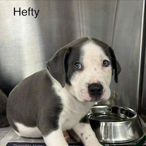 A baby small-sized male Gray / Blue / Silver Mixed Breed dog named Hefty for adoption in Knoxville, TN