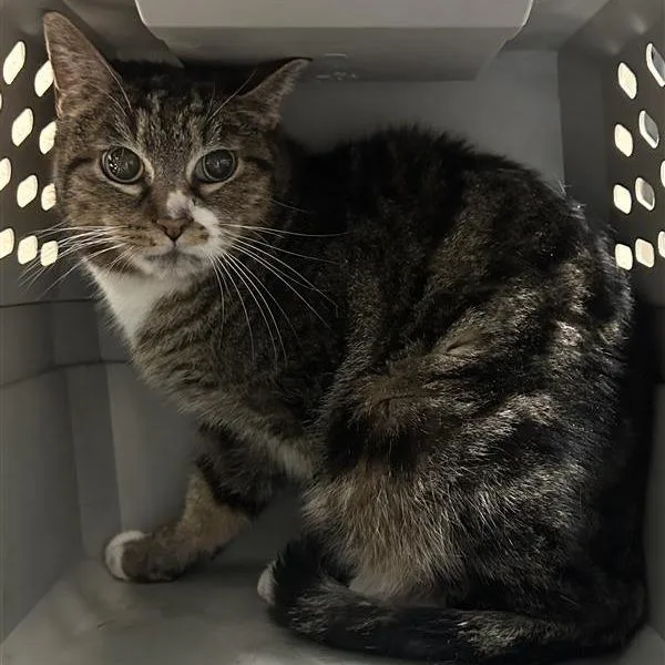 A senior medium-sized male Brown / Chocolate Domestic Short Hair cat named Working Cat Puggle for adoption in Tacoma, WA