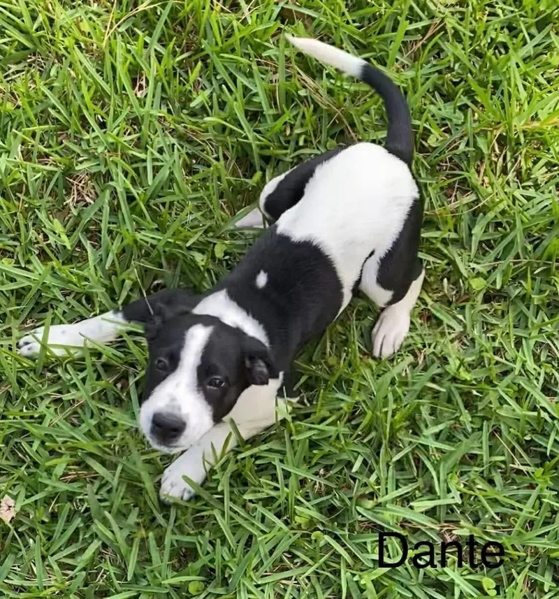 A baby large-sized male Catahoula Leopard Dog dog named Hickory for adoption in New Baltimore, MI