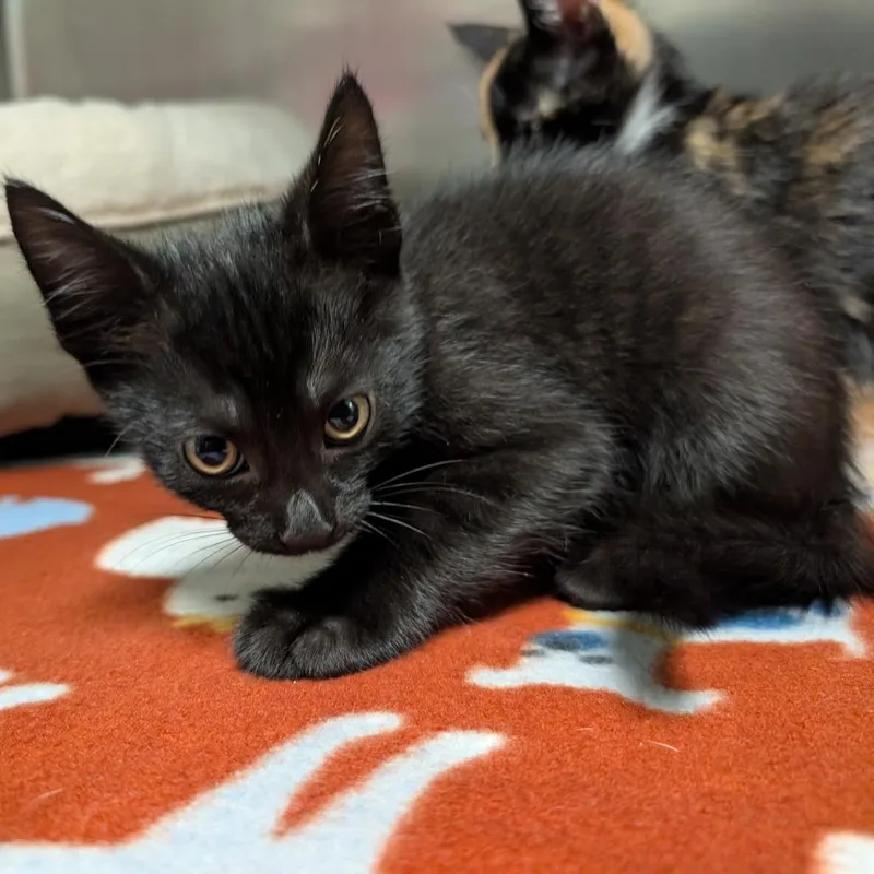 A baby small-sized male Black Domestic Short Hair cat named Grouper for adoption in Titusville, FL