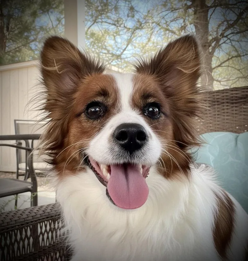 Gigi