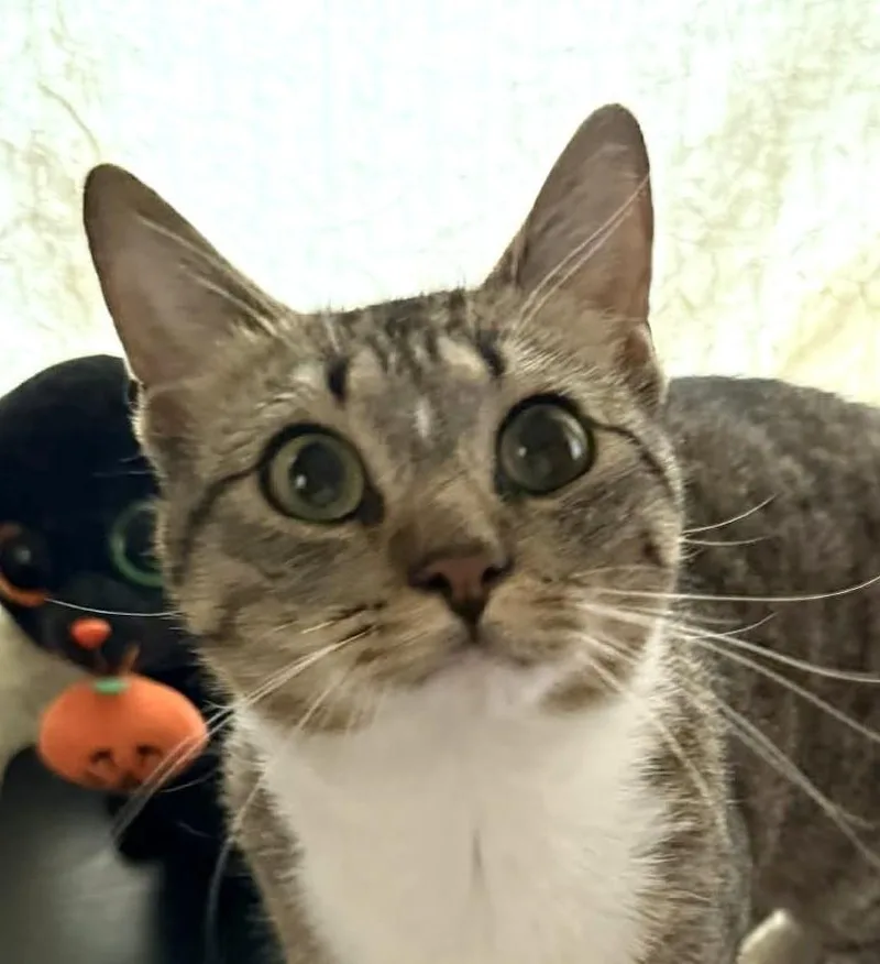 A young medium-sized male Tabby (Tiger Striped) Domestic Short Hair cat named Geo for adoption in Bridgeport, CT