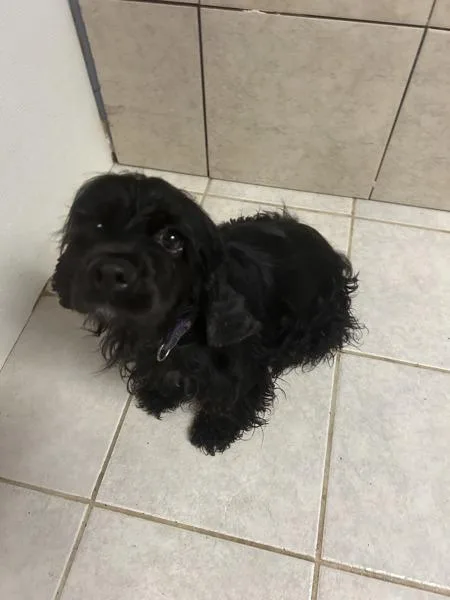An adult medium-sized female Cocker Spaniel dog named Millie for adoption in Osage Beach, MO