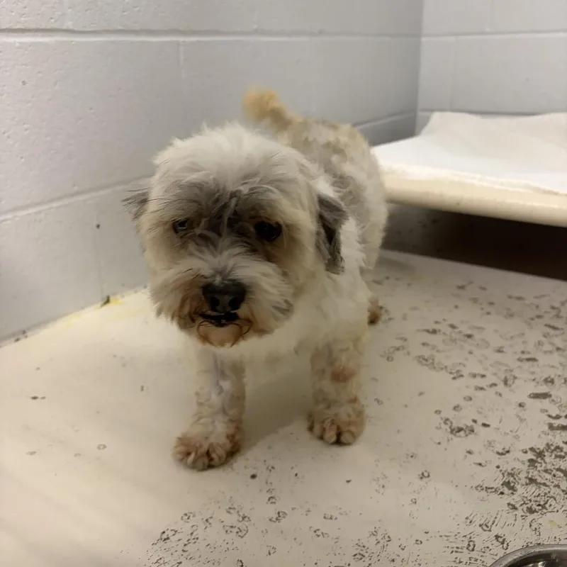 A senior small-sized male White / Cream Havanese dog named Tim for adoption in Delaware, OH