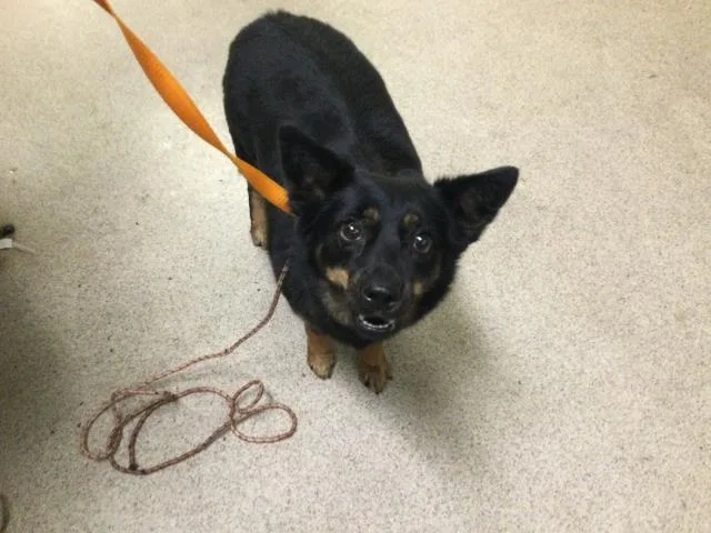 An adult small-sized female Australian Kelpie dog named Peaches for adoption in Riverside, CA