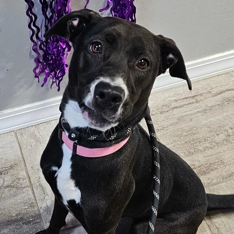 A young medium-sized female Black Mixed Breed dog named Hailey for adoption in Grinnell, IA