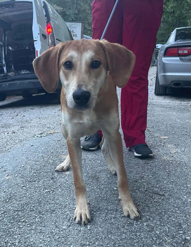An adult large-sized female Hound dog named Tilly for adoption in Frenchburg, KY