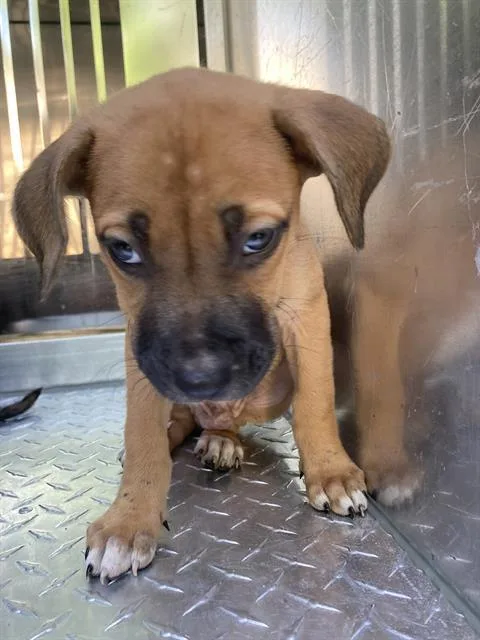 A baby large-sized male Mixed Breed dog named Miller for adoption in Dallas, TX