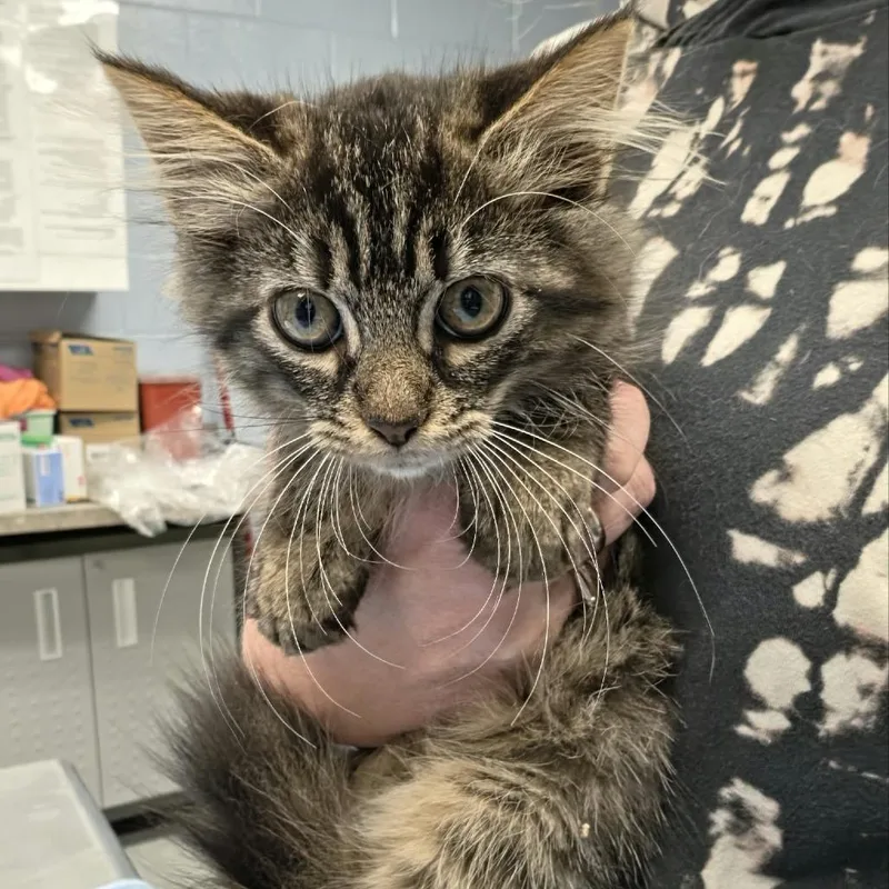 A baby small-sized female Brown / Chocolate Domestic Short Hair cat named Serval for adoption in Martinsville, VA