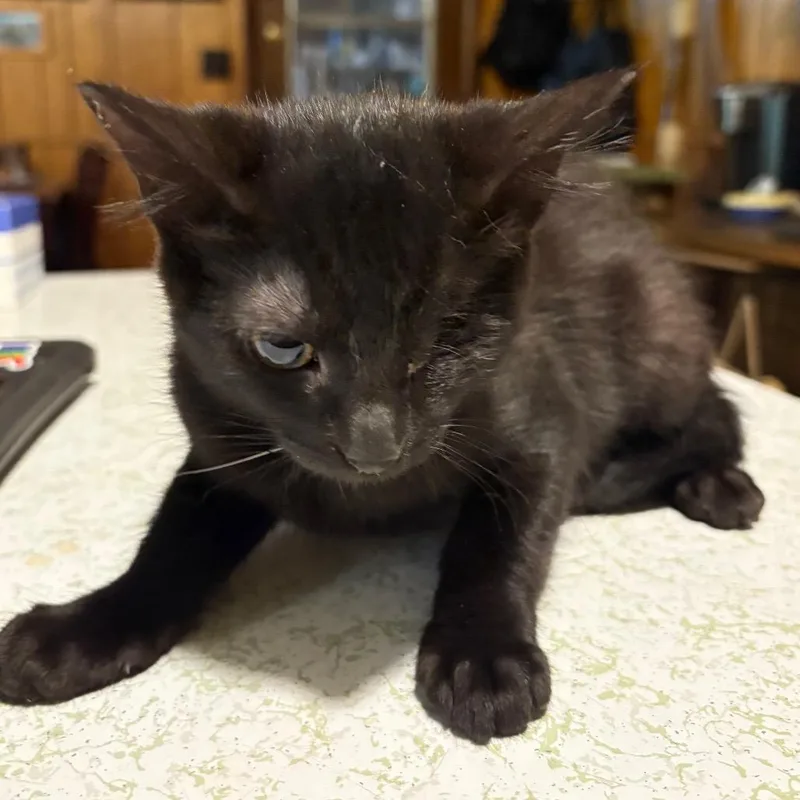 A baby small-sized female Black Domestic Short Hair cat named Crepe TraintrackML for adoption in Tallahassee, FL