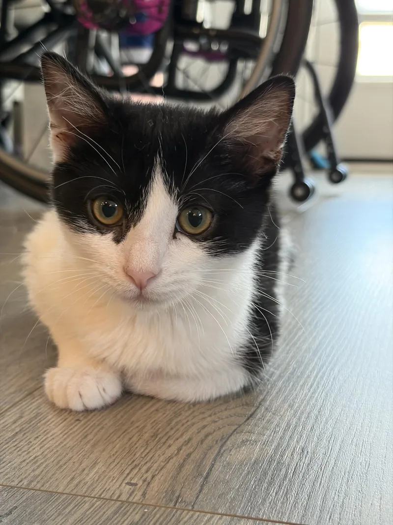 A baby medium-sized female Black & White / Tuxedo Domestic Short Hair cat named Bopeep...no sheep needed  for adoption in Murfreesboro, TN