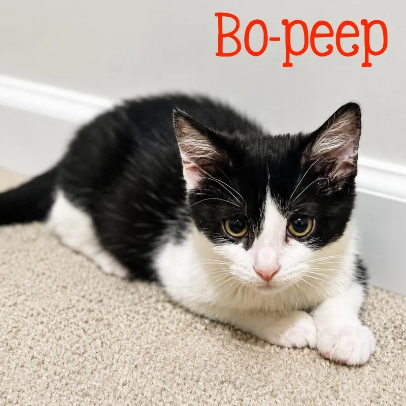 Bopeep...no sheep needed  thumbnail 3