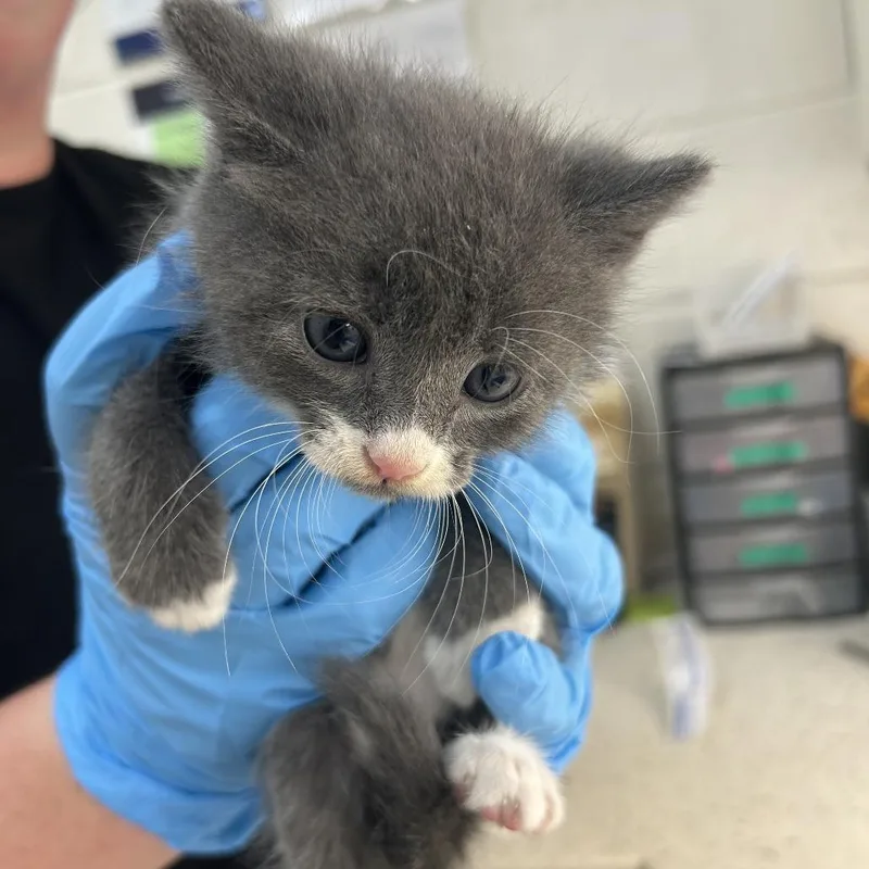 A baby small-sized male Gray / Blue / Silver Domestic Short Hair cat named Alakazam for adoption in Auburn, AL