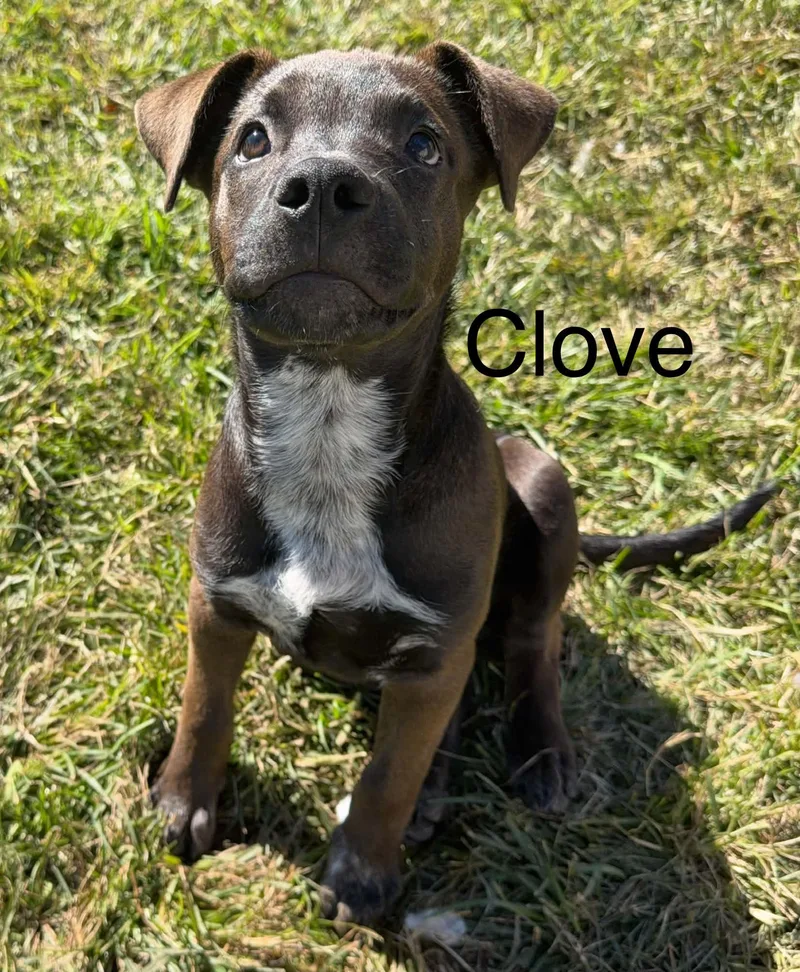 A baby large-sized male Shepherd dog named Clove for adoption in Succasunna, NJ