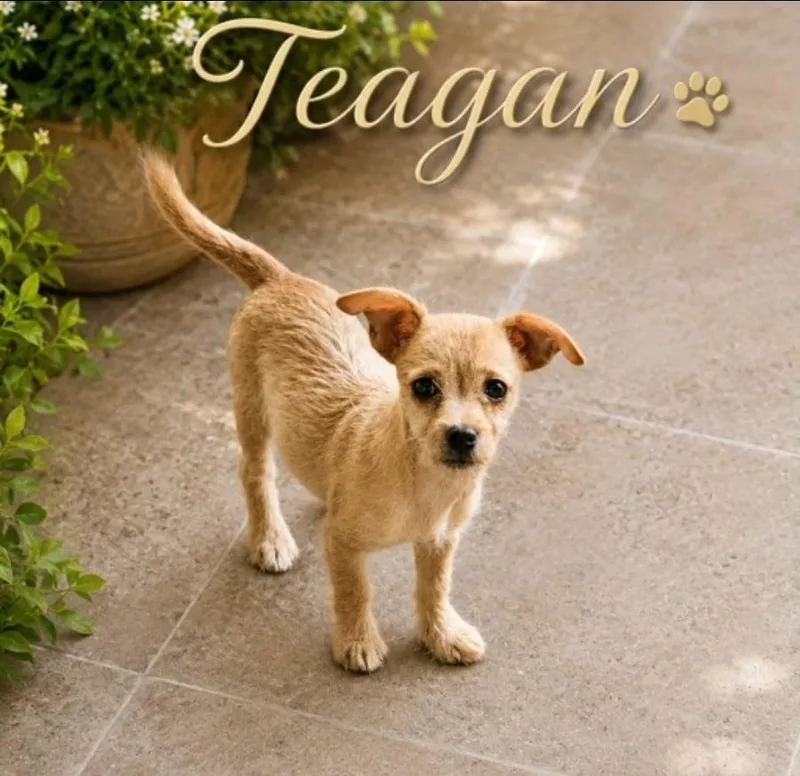Teagan