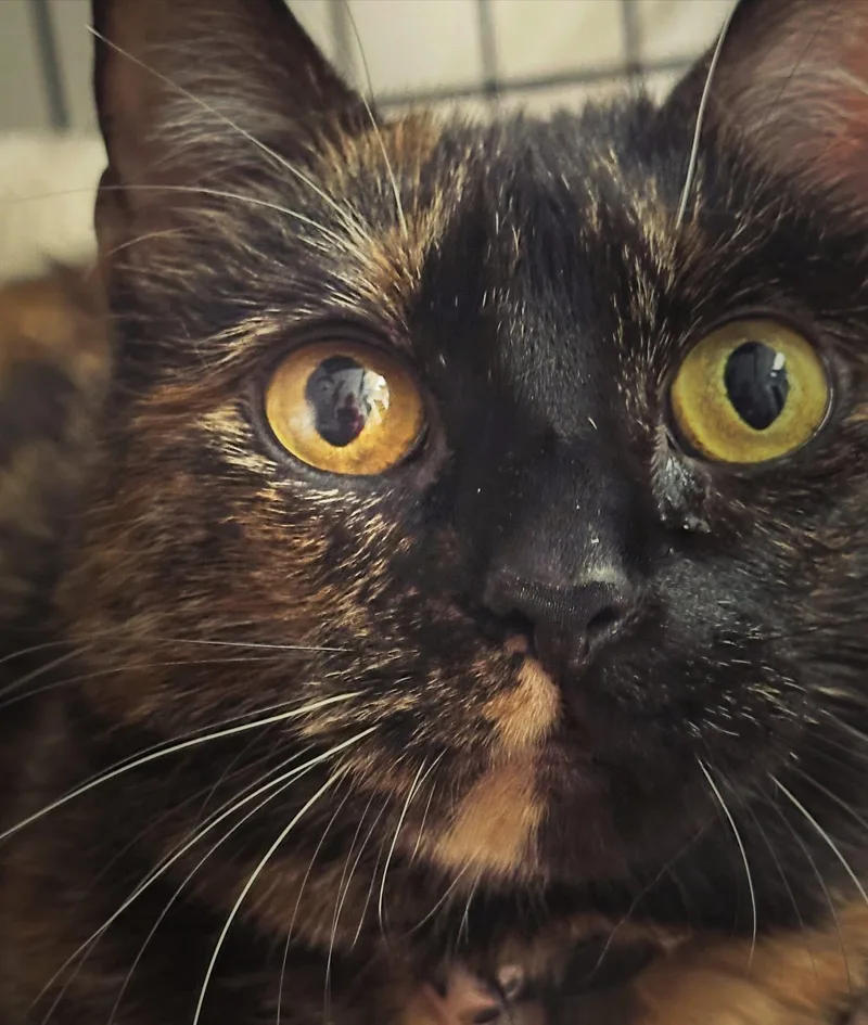 A senior small-sized female Tortoiseshell cat named Dori for adoption in Canton, MA