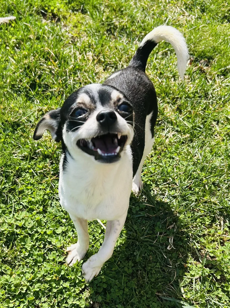 A young small-sized female Chihuahua dog named Biscuit for adoption in Elizabethtown, PA