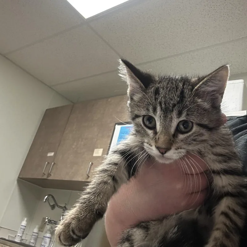 A baby small-sized male Brown / Chocolate Domestic Short Hair cat named Nickel for adoption in Ottawa, KS
