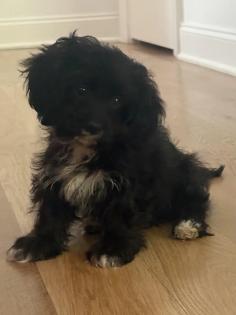 Louie Cutie Puppy