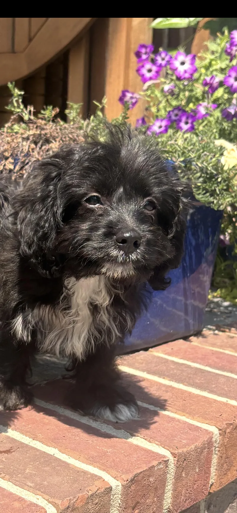 Louie Cutie Puppy thumbnail 2