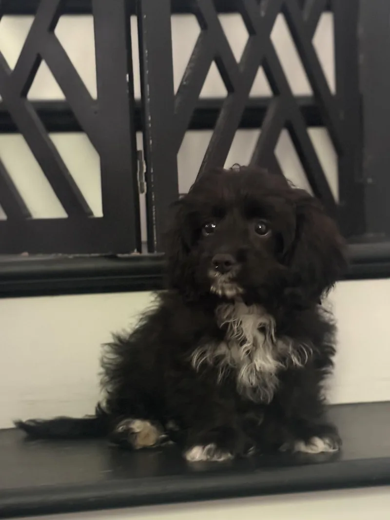 Louie Cutie Puppy thumbnail 3