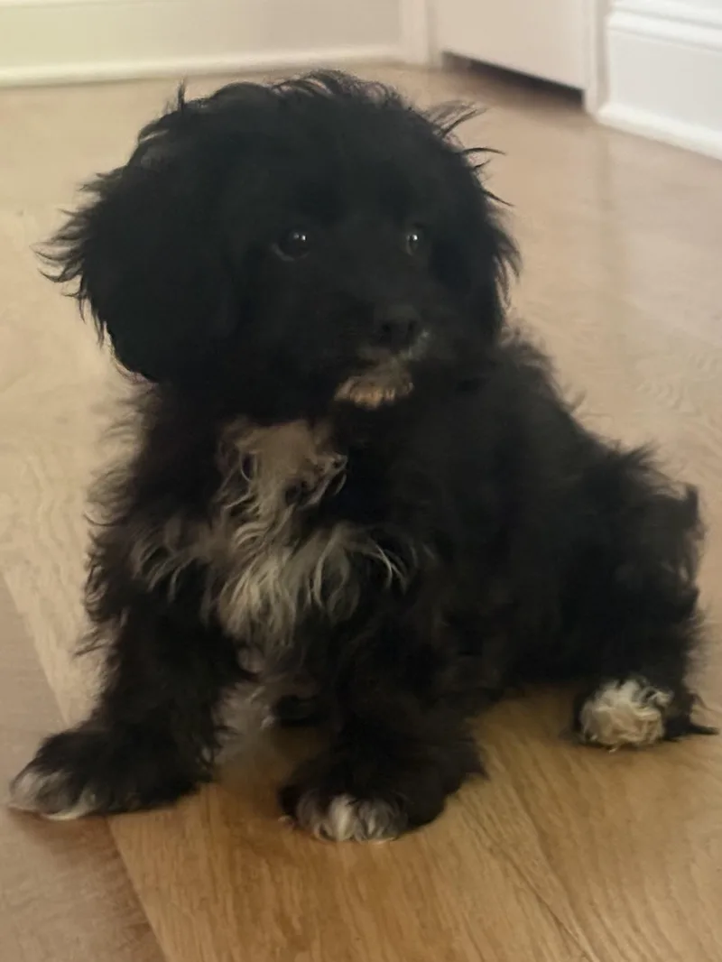 Louie Cutie Puppy thumbnail 4