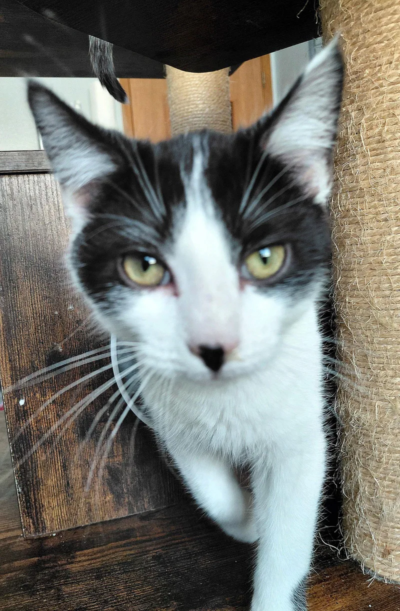 Lenny @ The Cat's thumbnail 2